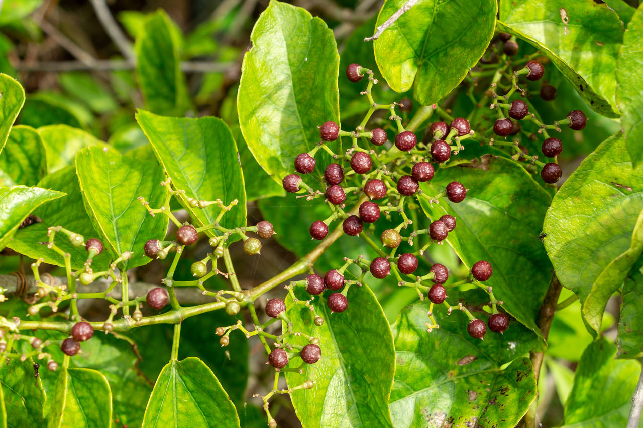 Chá de insulina vegetal: o que é, benefícios e cuidados