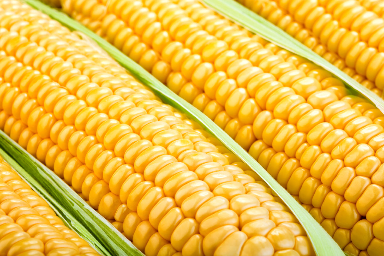 Do vapor ao micro-ondas: 4 dicas de como cozinhar milho