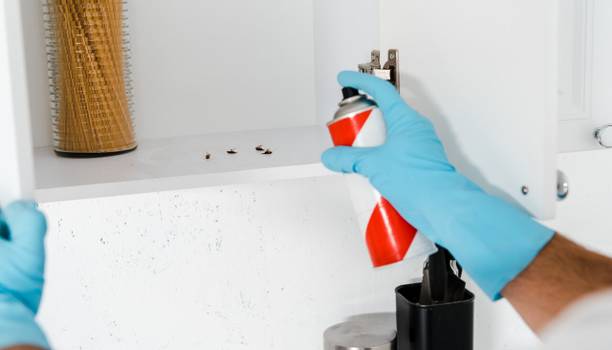 Como eliminar baratas da casa — e prevenir o aparecimento dos insetos