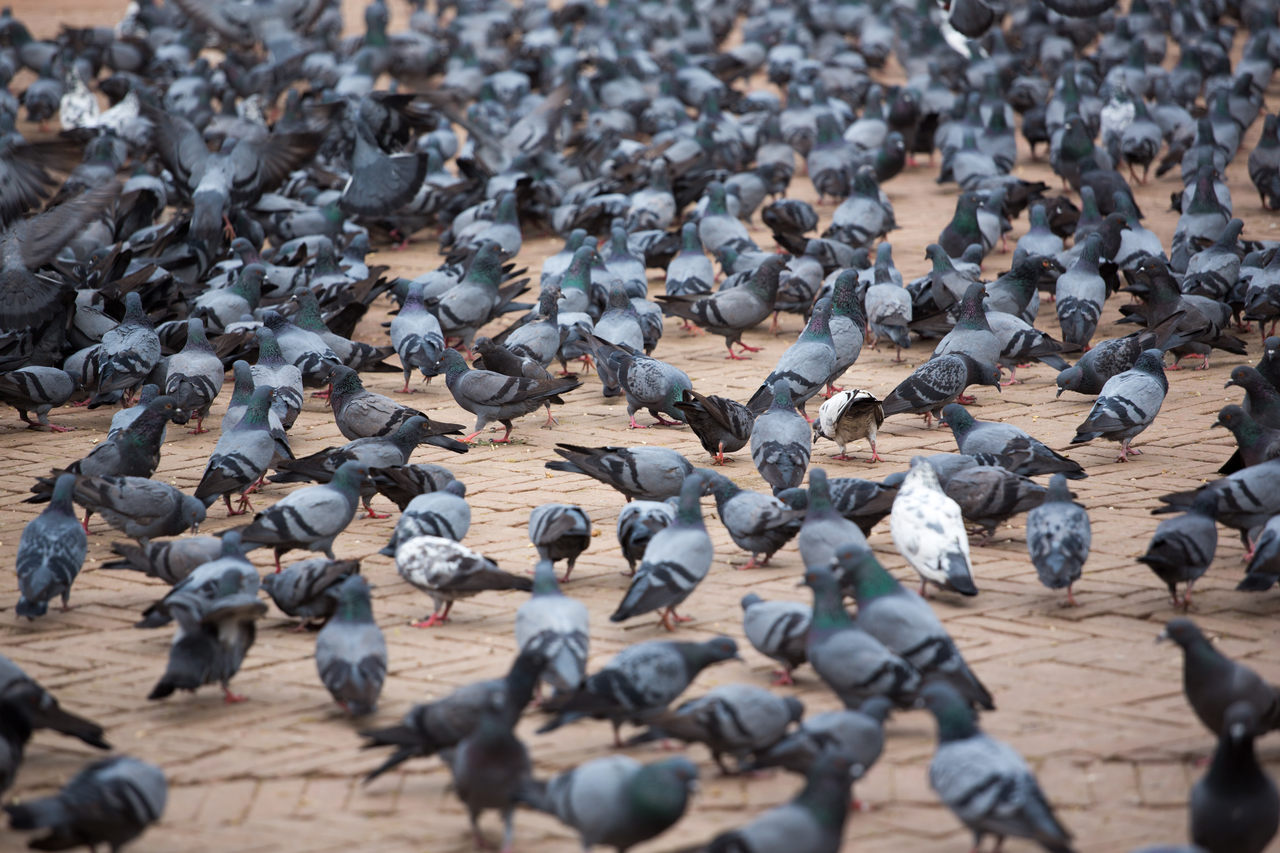 Doença do pombo: SP registra casos suspeitos