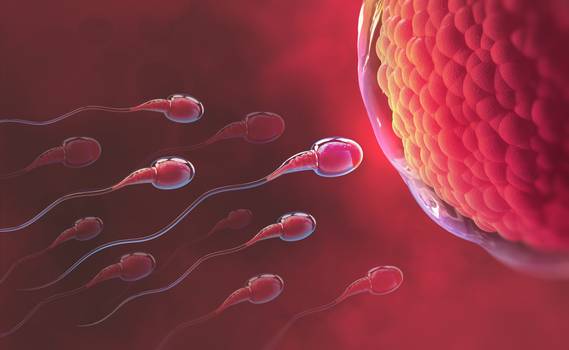 Gestação química ocorre quando o embrião não é implantado. Entenda