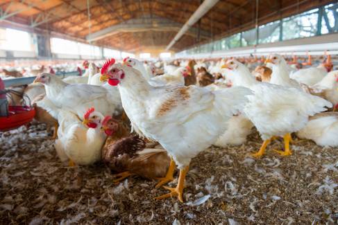 Gripe aviária H3N8 tem primeiro caso identificado na China