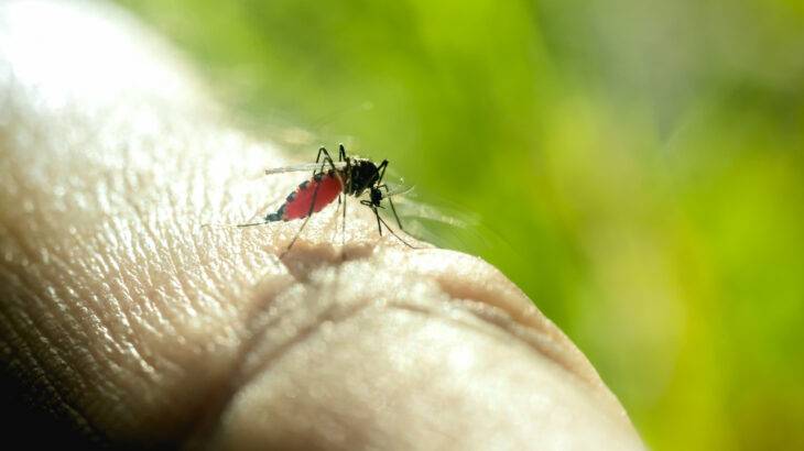 novo surto de dengue