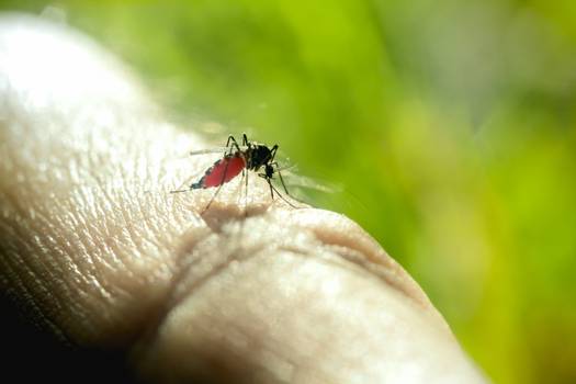 Novo surto de dengue no Brasil já matou mais do que em 2021; entenda
