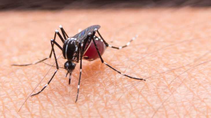 novo zika vírus