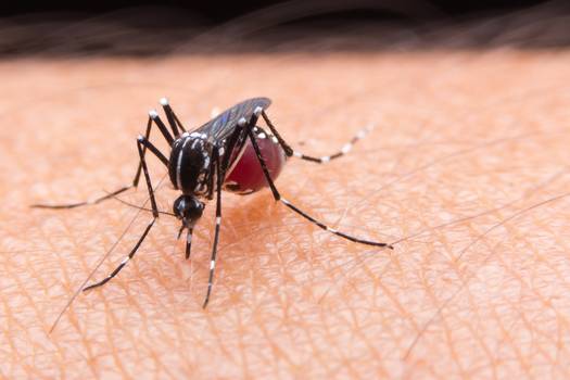 Novo Zika vírus pode ser ainda mais nocivo, alertam especialistas