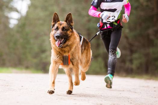 Canicross: esporte em que você corre com seu cachorro