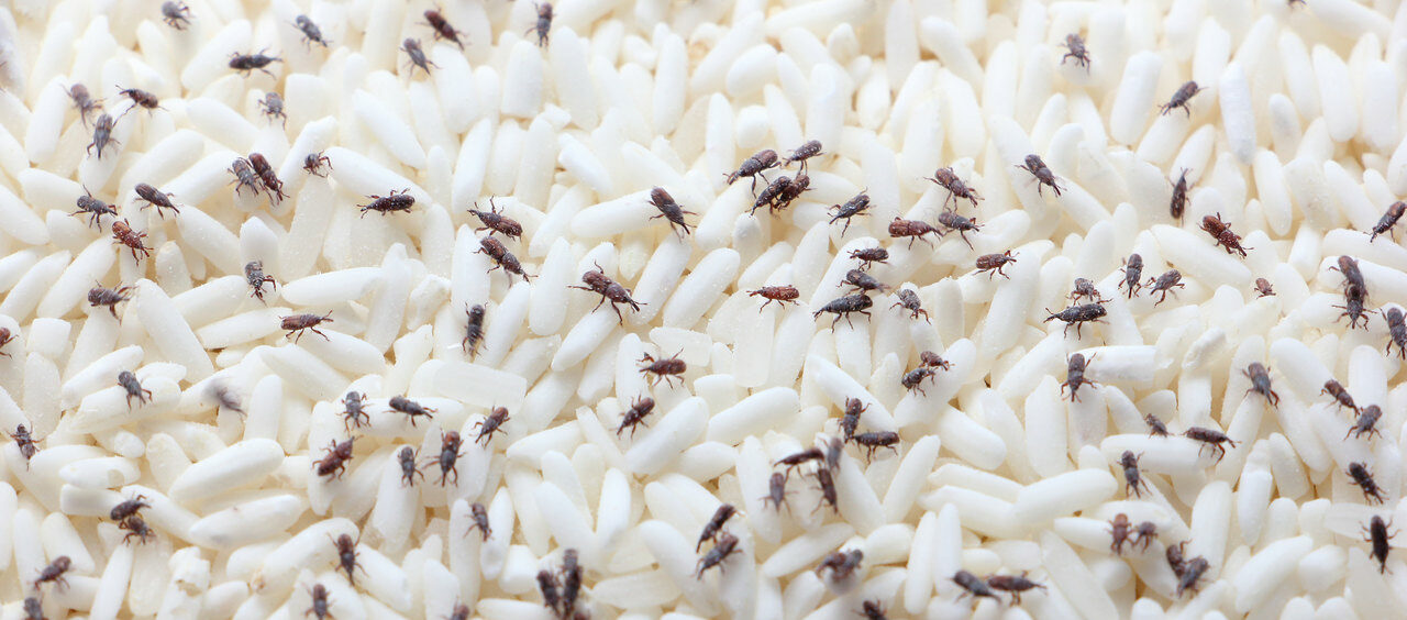 alimentos com carunchos