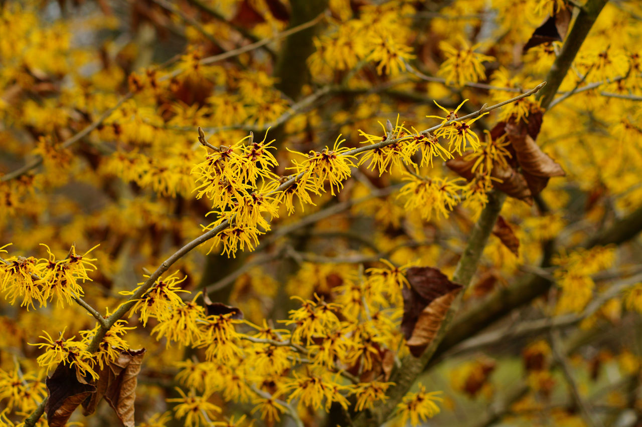 Avelã-de-bruxa: o que é, benefícios e como usar
