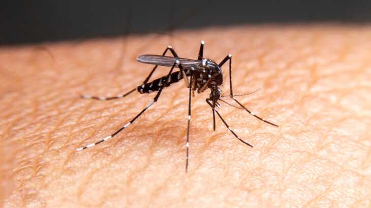 Brasil supera casos de dengue