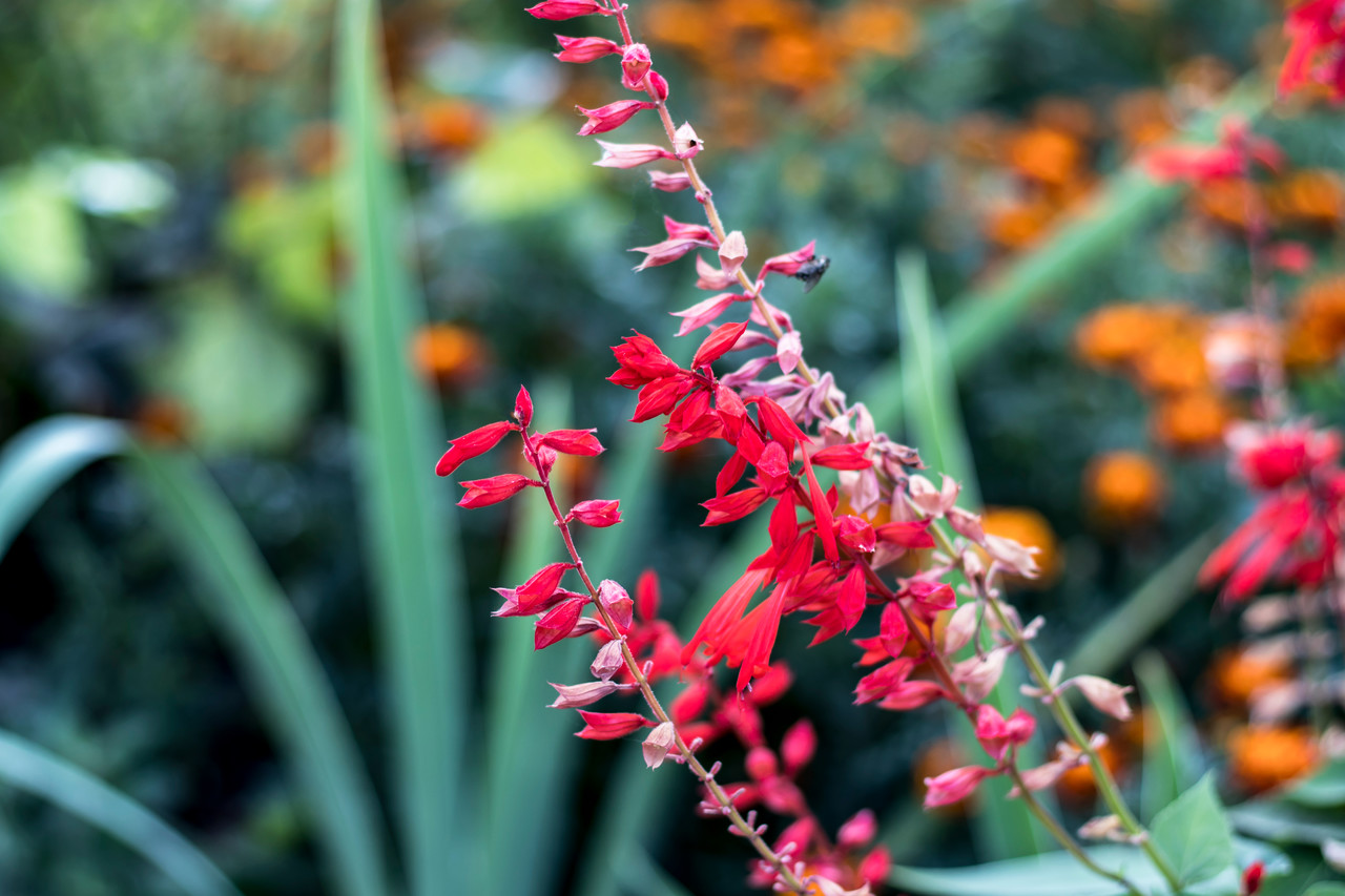 Chá de pau-tenente: para que serve, cuidados e como preparar