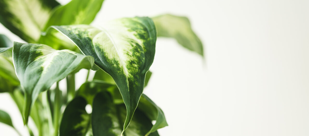 plantas tóxicas