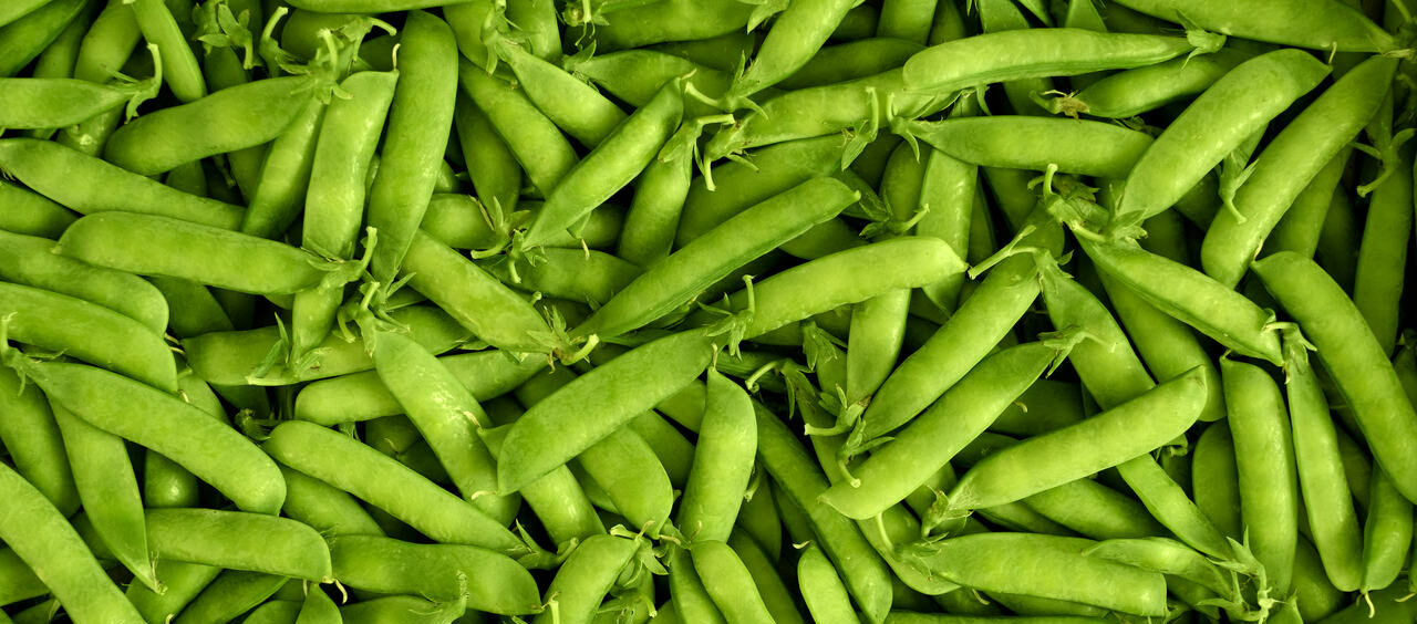 proteína de ervilha