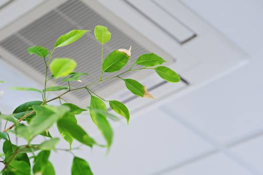Além das plantas: jeitos de melhorar a qualidade do ar em casa