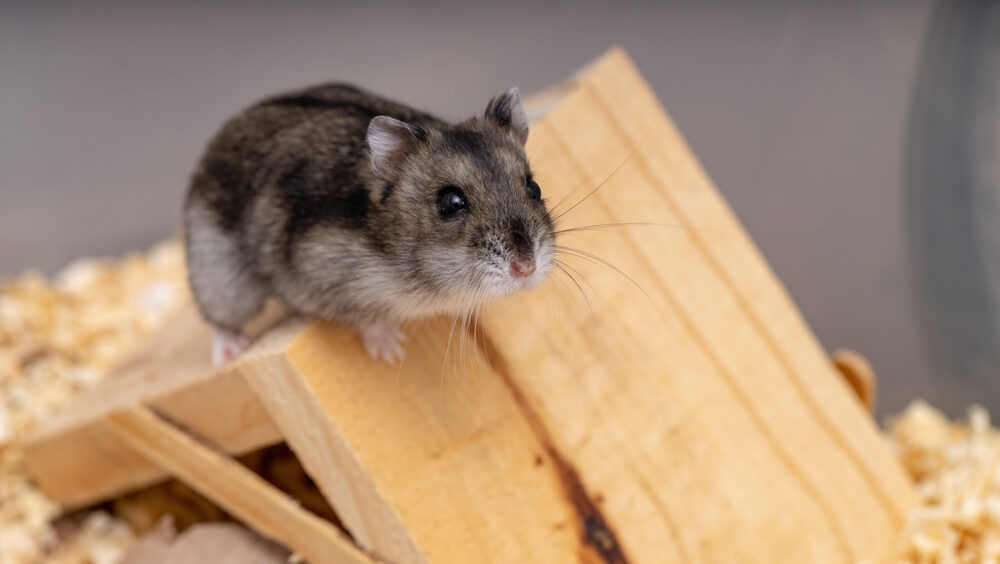 varíola dos macacos e animais