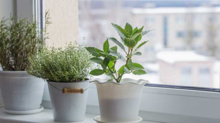 como cuidar das plantas no inverno