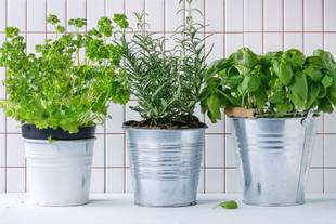 Plantas para perfumar a casa e seus benefícios para a saúde
