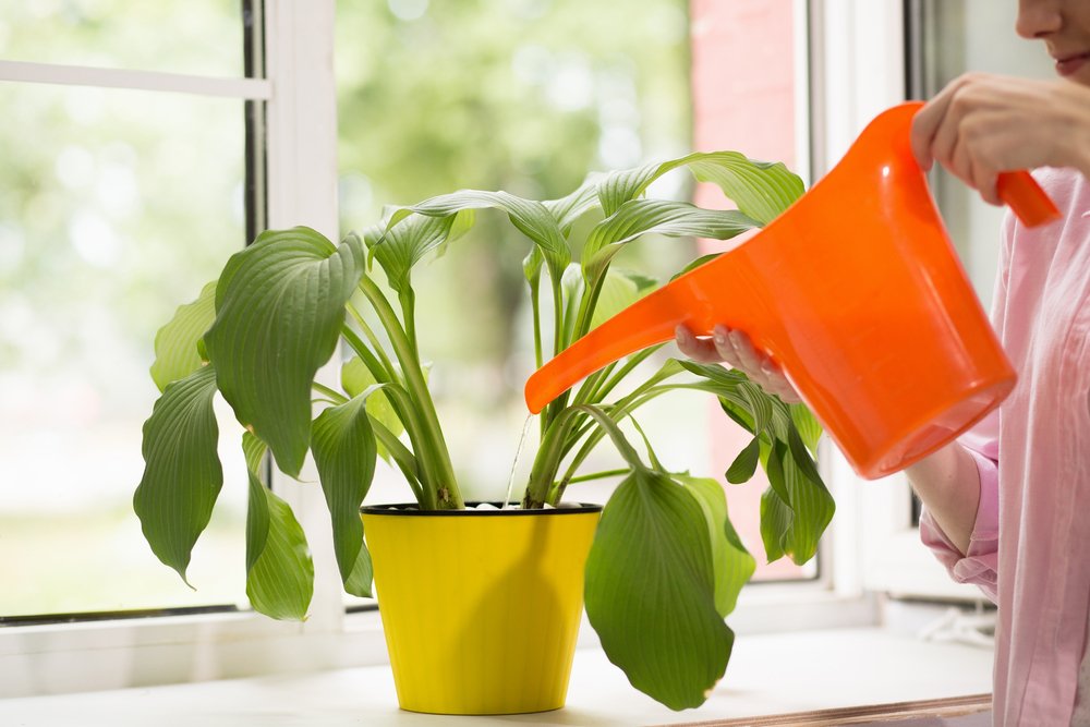 Inglês americano: café para suas plantas