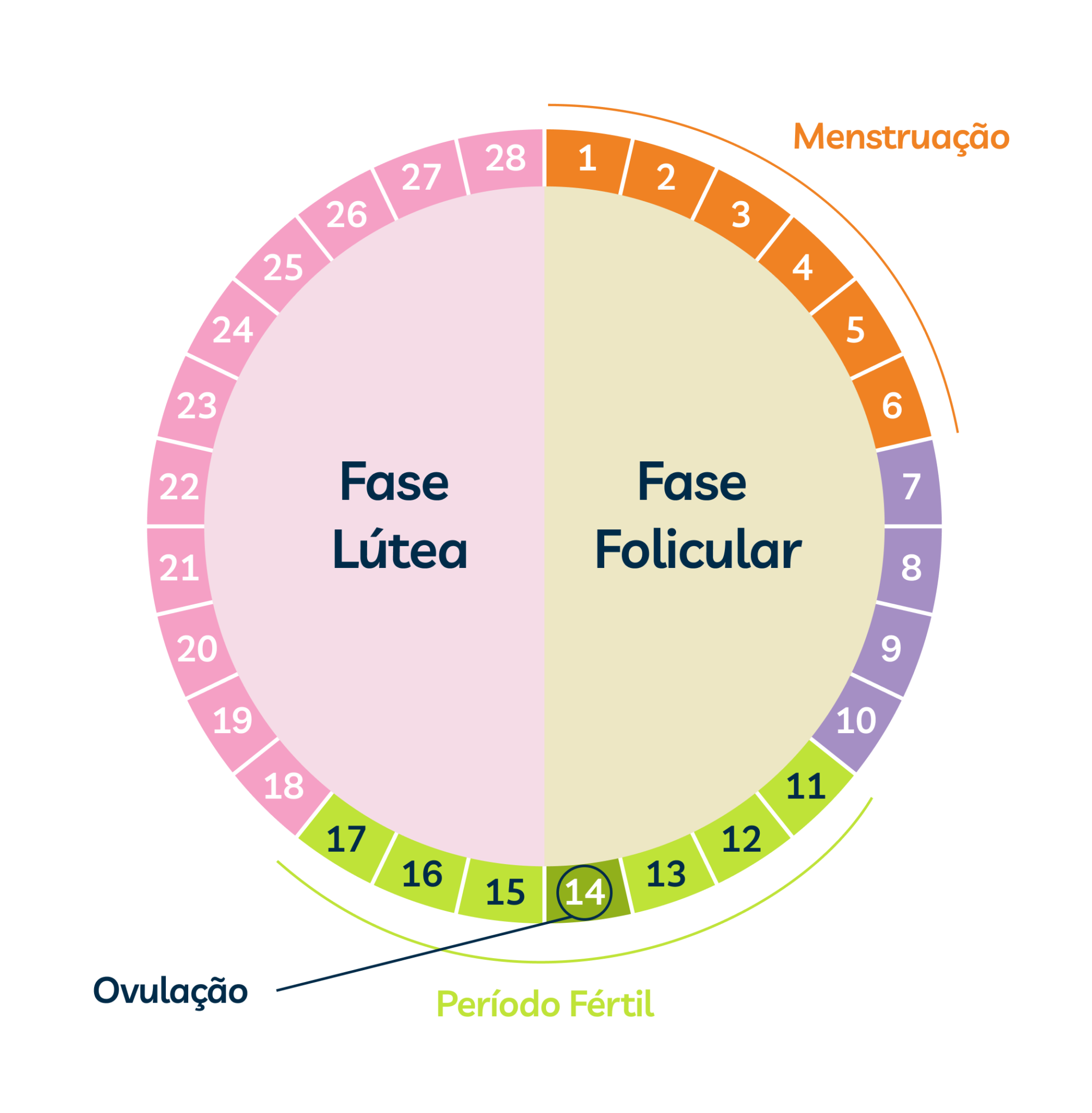 Fases Do Ciclo Menstrual Folicular Ovulatória Ou Lútea Entenda Cada Uma 9038