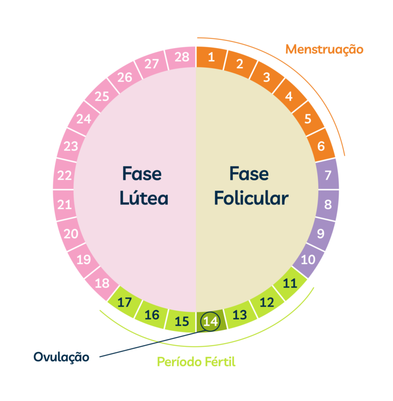 Fases Do Ciclo Menstrual Folicular Ovulatória Ou Lútea Entenda Cada Uma 2853