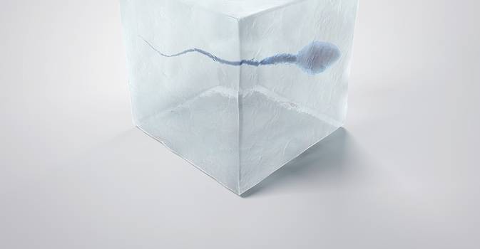 Congelar tecido testicular gera espermatozoides viáveis após 20 anos