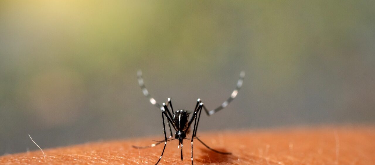 Casos-de-dengue-em-2022