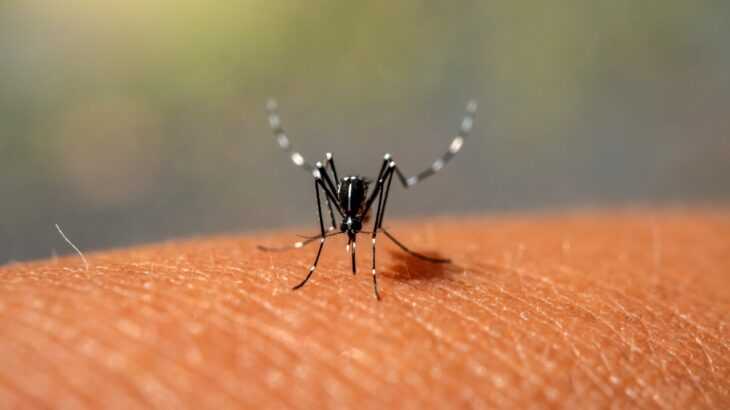 Casos-de-dengue-em-2022