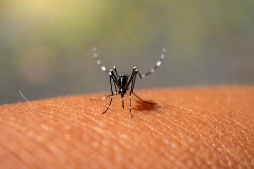 Casos de dengue em 2022 já são o dobro em relação ao ano passado