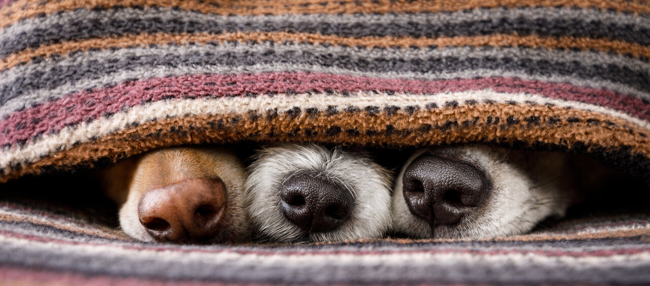 Monkeypox-em-animais-de-estimação