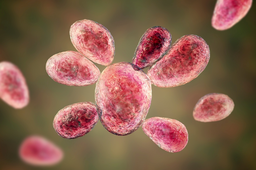 Paracoccidioidomicose: o que é, sintomas, transmissão e tratamento