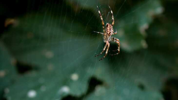 picada de aranha