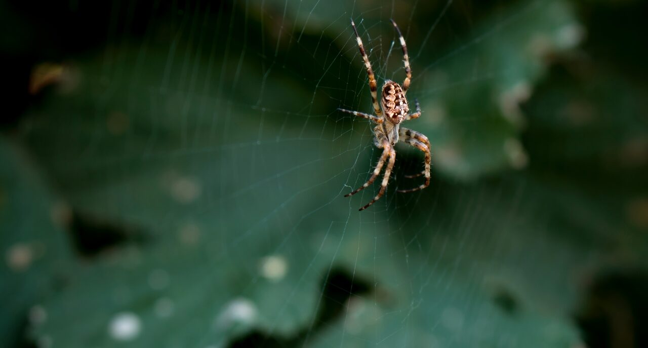 Picada de aranha: sintomas, o que fazer e como identificar se é venenosa