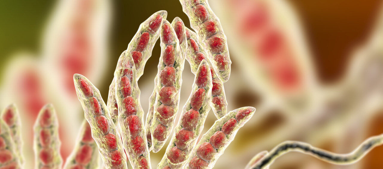 fusarium