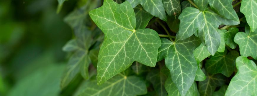 hera