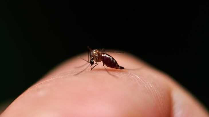 mosquitos têm pessoas preferidas para picar