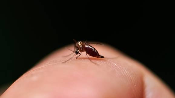 Mosquitos têm pessoas preferidas para picar, segundo estudo