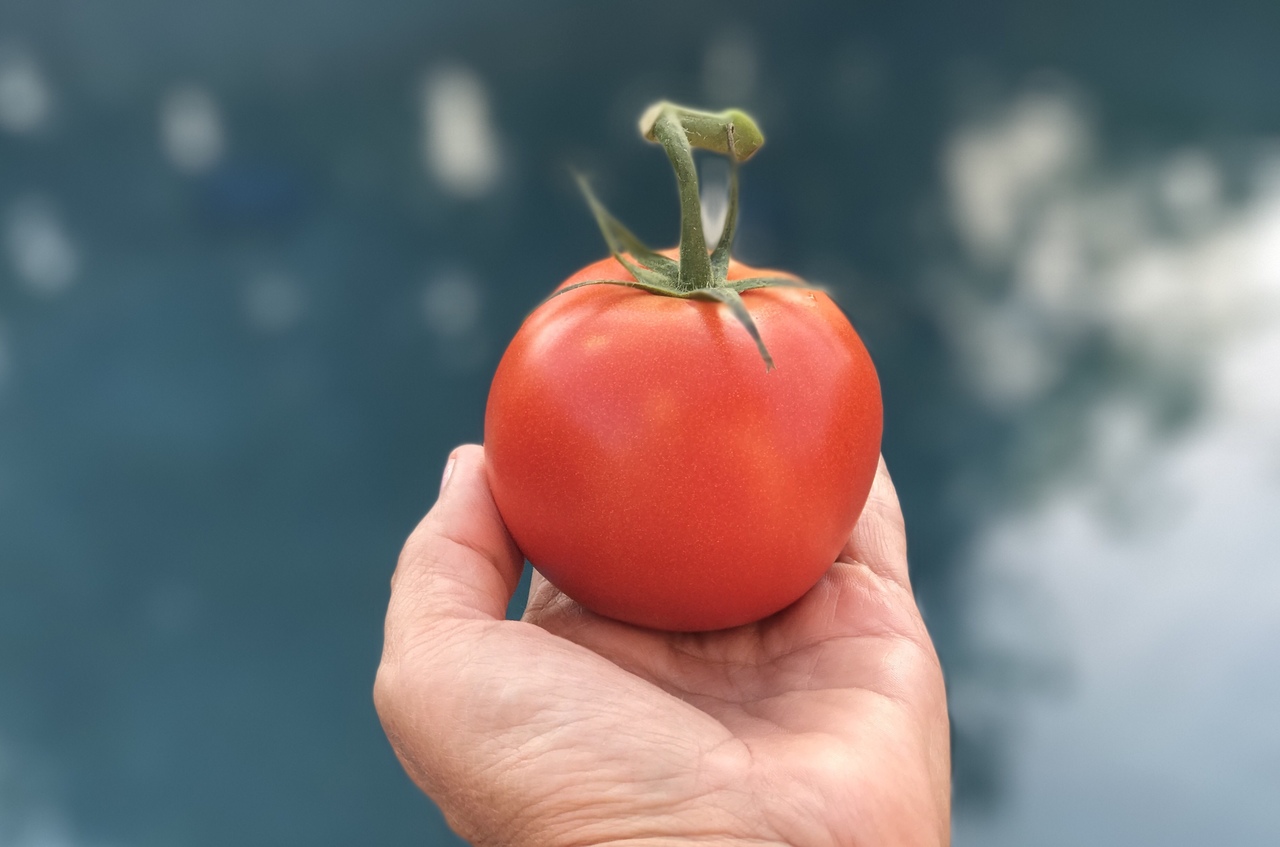 Novembro Azul: alimentos ricos em licopeno para incluir na dieta