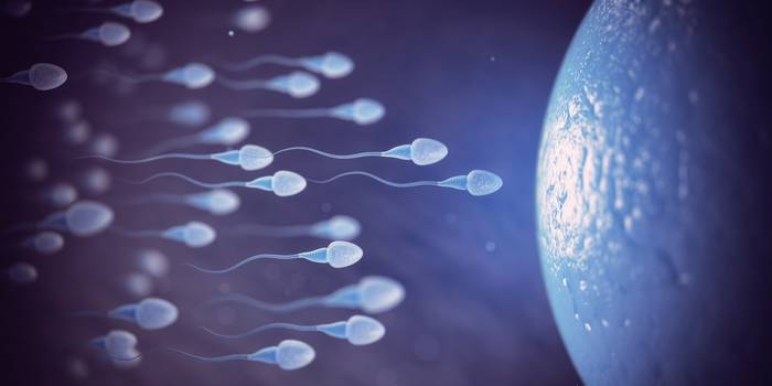 Número mundial de espermatozoides pode estar em queda