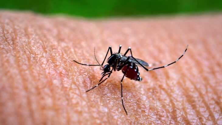 casos de dengue crescem