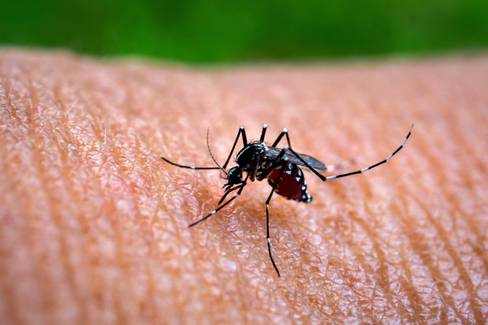 Casos de dengue crescem 184,6% em 2022, aponta Ministério da Saúde
