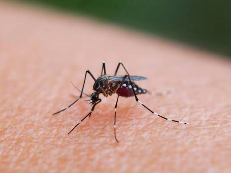 Casos de dengue aumentam e a doença pode bater recorde de morte