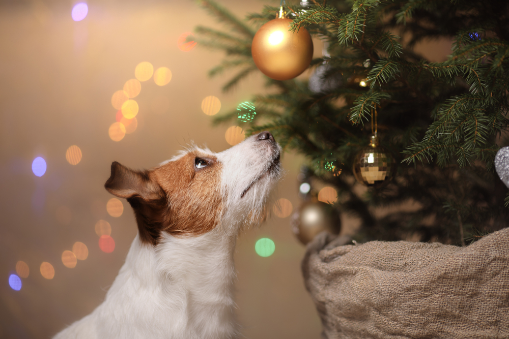 Enfeites de natal podem causar acidentes: Confira dicas de como evitá-los