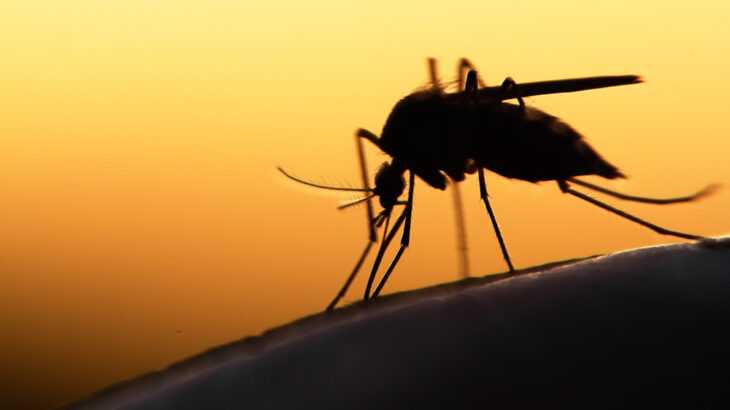 mosquito da dengue e pernilongo