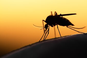 Mosquito da dengue e pernilongo: como diferenciar?