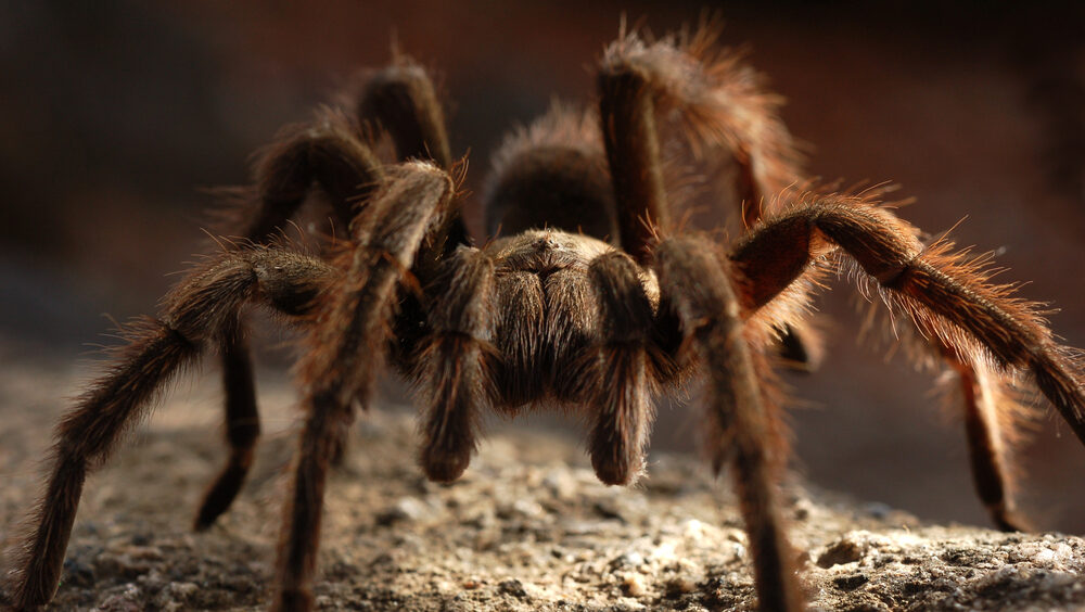 aranha amazônica (2)