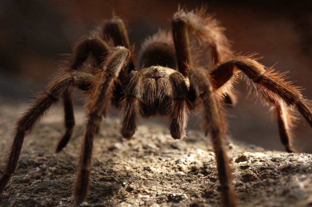 Toxina de aranha amazônica pode ajudar a desenvolver medicamentos