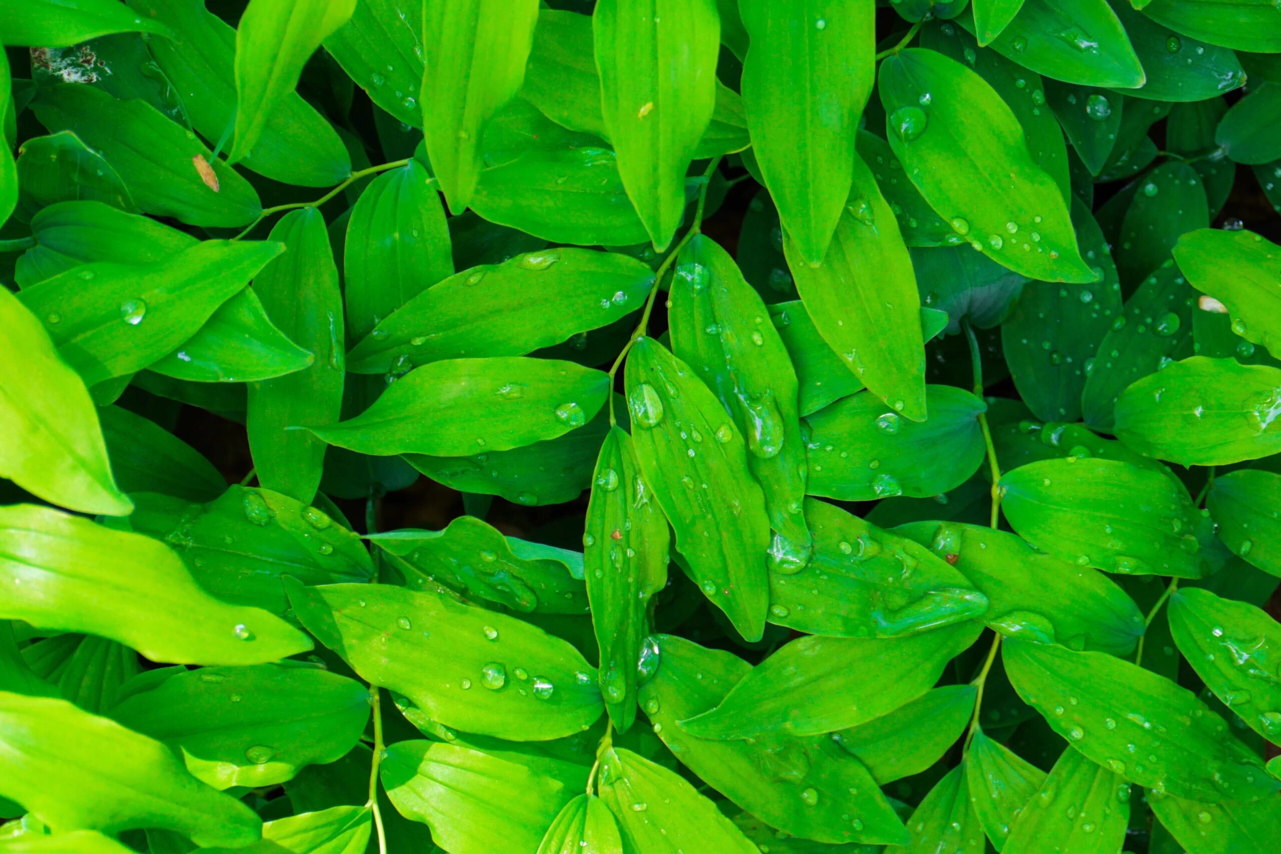 Ora-pro-nóbis emagrece? Especialista esclarece