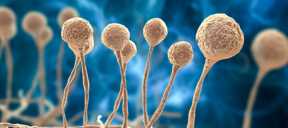 surto-do-fungo-candida-auris