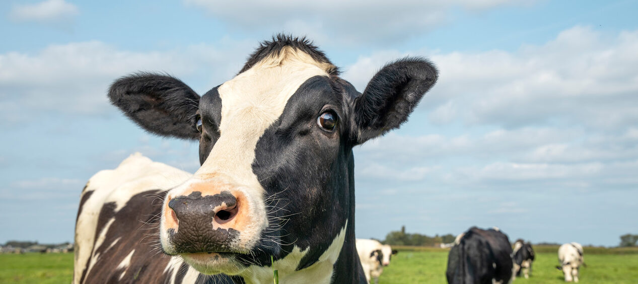 doença da vaca louca