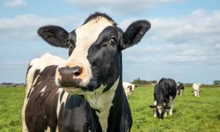 Doença da vaca louca: quais são os riscos para seres humanos